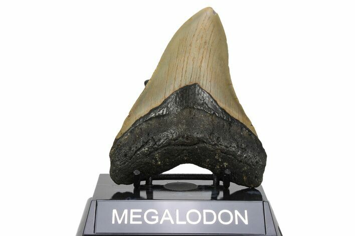 Fossil Megalodon Tooth - North Carolina #236756